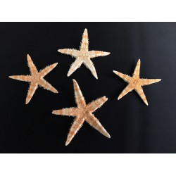 Set 100 stelle marine naturali. CM 3-4